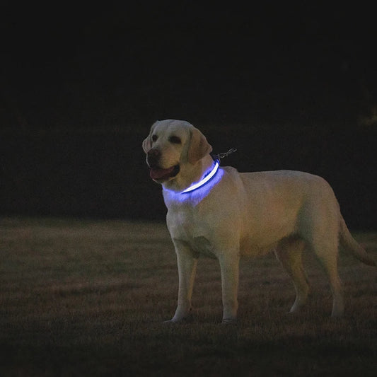LED Dog Collar USB Rechargeable Comfortable Reflective Bright Light up Glow Collars for Small Medium Large Dogs